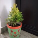 Anju Aravind Instagram - My fav plants# from my home#😊 Yelanka, Bagalore