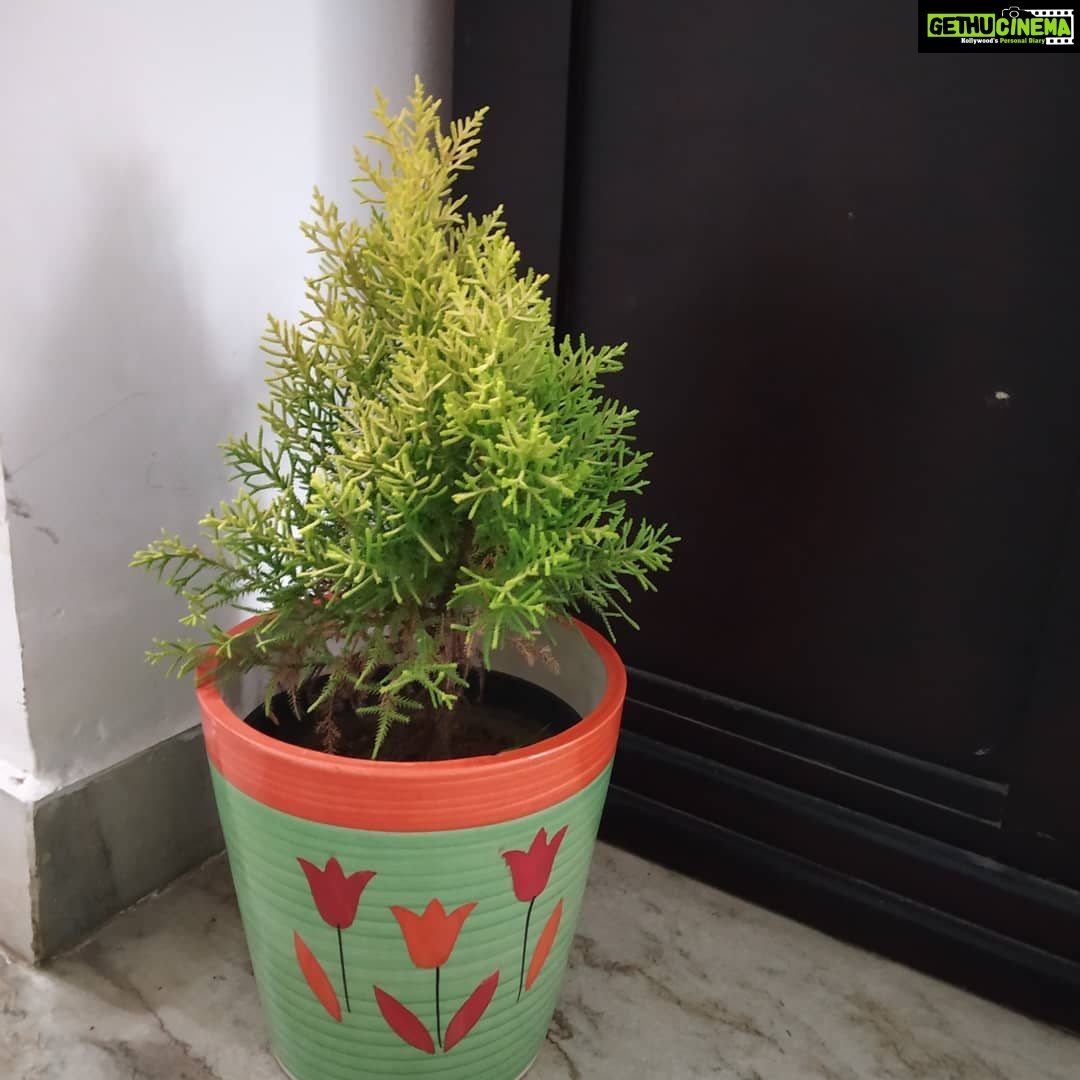 Anju Aravind Instagram - My fav plants# from my home#😊 Yelanka, Bagalore