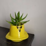 Anju Aravind Instagram - My fav plants# from my home#😊 Yelanka, Bagalore
