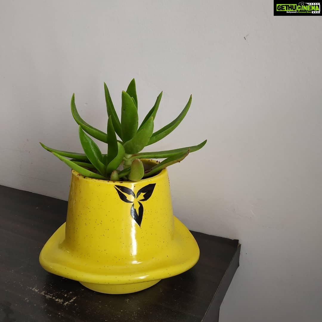 Anju Aravind Instagram - My fav plants# from my home#😊 Yelanka, Bagalore