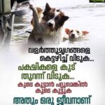Anju Kurian Instagram - Do not leave your pets behind!!! 🙏