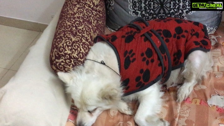 Anupriya Kapoor Instagram - 😍 VOLUME FULL #mysleepingbeauty #brandykapoor