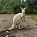 Aparnaa Bajpai Instagram - 🧡 #Australia #caversham #perth #kangaroo #wildlife #travel #traveller #glocalchild Caversham, Western Australia, Australia