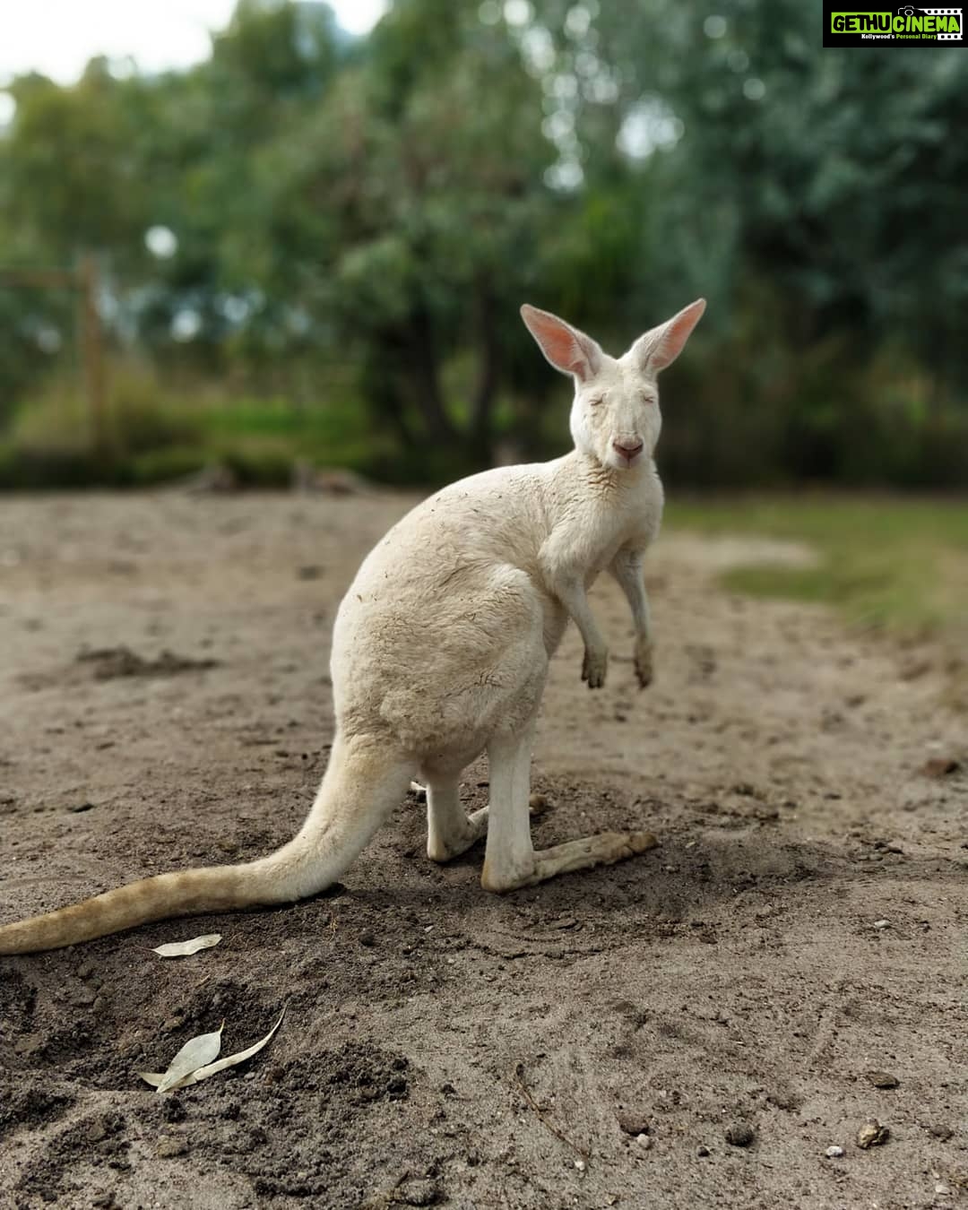 Aparnaa Bajpai Instagram - 🧡 #Australia #caversham #perth #kangaroo #wildlife #travel #traveller #glocalchild Caversham, Western Australia, Australia