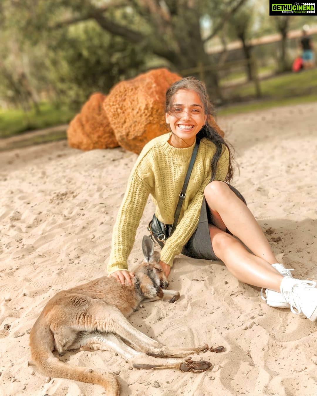 Aparnaa Bajpai Instagram - Sleeping beautyđź’¤ #Australia #caversham #perth #kangaroo #wildlife #travel #traveller #glocalchild Perth, Western Australia