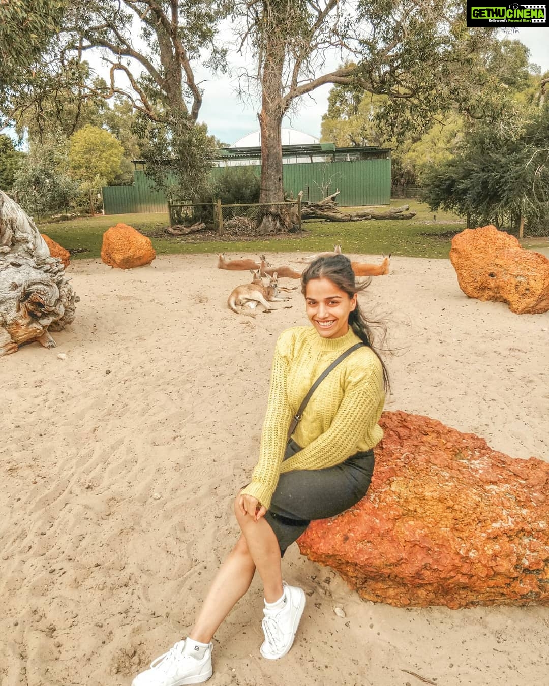 Aparnaa Bajpai Instagram - Chilling with the kangaroos ❤️ #Australia #caversham #perth #kangaroo #wildlife #travel #traveller #glocalchild Caversham, Western Australia, Australia