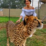 Aparnaa Bajpai Instagram - The Lions and the Cubs and other animals are bred, fed and brought up in this Park. They do not know how to hunt or if I must say not used to.. However, I can not vouch for the fact, how much is it good for them. They being wild animals. The Cubs and this cheetah are in an enclosed space for now because they've been abandoned by their mothers and have been brought up, fed and take care of by the care takers of the Park. If they are left in the open when they are born; chances of their survival are less. All I can say for now: that I saw some beautiful african dogs which are an endangered species and are almost on the verge of getting extinct. The outside wilderness, animals, diseases and the environment is detrimental to their entire existence. 🖤🖤🖤 #traveller #travel #style #mytravelstories #johannesburg #southafrica #glocalchild #goglocal🌍 Johannesburg Lions Park