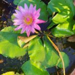 Aparnaa Bajpai Instagram - Whenever in doubt, get back to basic. Kaivalyadhama Health and Yoga Research Center