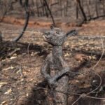 Aparnaa Bajpai Instagram - Australia is burning!!! Millions of acres of land is burnt. Millions of animals are killed. This catastrophe is going on for months now and we can not be sleeping. As the citizens of this planet, taking shelter and using the resources from the planet, We as a collective have a responsibility towards it. These poor animals can not save themselves and the least we can do is spread awareness for their lives, for Australia, for our Planet, for our Future. Those who can donate, please find a link on all the pages listed below:- @redcrossau @currumbinwildlifehospital @nswrfs (Every little penny counts) . . . #saveaustralia #australia #australiafires #savetheplanet #climatechange #spreadawareness #bushfire