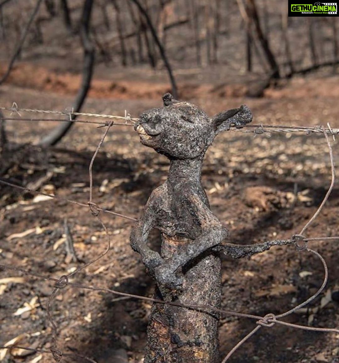 Aparnaa Bajpai Instagram - Australia is burning!!! Millions of acres of land is burnt. Millions of animals are killed. This catastrophe is going on for months now and we can not be sleeping. As the citizens of this planet, taking shelter and using the resources from the planet, We as a collective have a responsibility towards it. These poor animals can not save themselves and the least we can do is spread awareness for their lives, for Australia, for our Planet, for our Future. Those who can donate, please find a link on all the pages listed below:- @redcrossau @currumbinwildlifehospital @nswrfs (Every little penny counts) . . . #saveaustralia #australia #australiafires #savetheplanet #climatechange #spreadawareness #bushfire