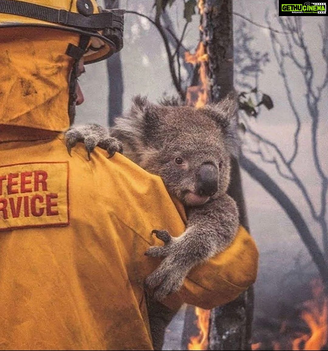 Aparnaa Bajpai Instagram - Australia is burning!!! Millions of acres of land is burnt. Millions of animals are killed. This catastrophe is going on for months now and we can not be sleeping. As the citizens of this planet, taking shelter and using the resources from the planet, We as a collective have a responsibility towards it. These poor animals can not save themselves and the least we can do is spread awareness for their lives, for Australia, for our Planet, for our Future. Those who can donate, please find a link on all the pages listed below:- @redcrossau @currumbinwildlifehospital @nswrfs (Every little penny counts) . . . #saveaustralia #australia #australiafires #savetheplanet #climatechange #spreadawareness #bushfire