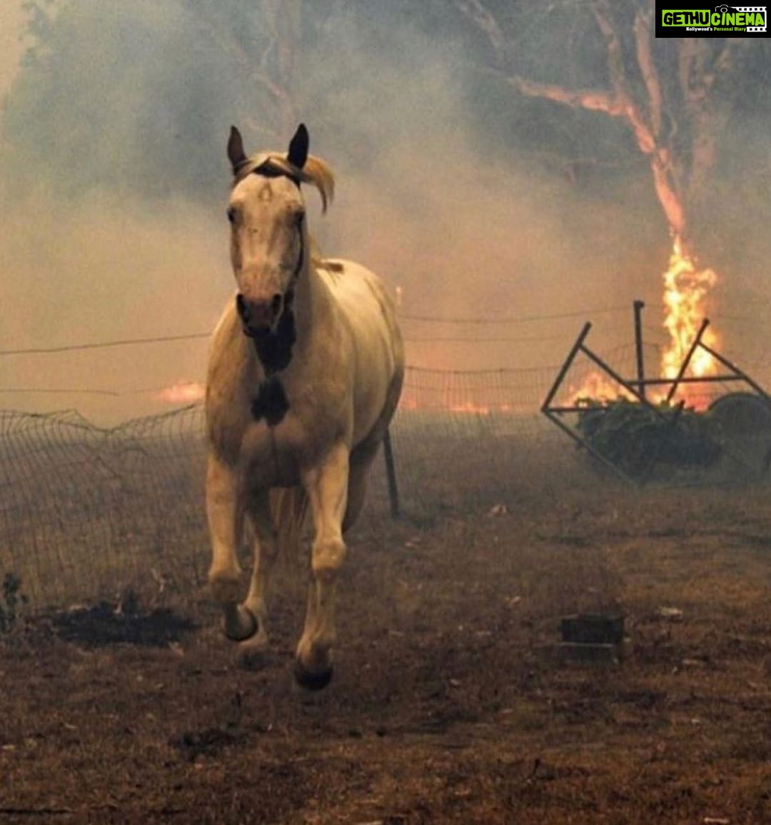Aparnaa Bajpai Instagram - Australia is burning!!! Millions of acres of land is burnt. Millions of animals are killed. This catastrophe is going on for months now and we can not be sleeping. As the citizens of this planet, taking shelter and using the resources from the planet, We as a collective have a responsibility towards it. These poor animals can not save themselves and the least we can do is spread awareness for their lives, for Australia, for our Planet, for our Future. Those who can donate, please find a link on all the pages listed below:- @redcrossau @currumbinwildlifehospital @nswrfs (Every little penny counts) . . . #saveaustralia #australia #australiafires #savetheplanet #climatechange #spreadawareness #bushfire
