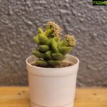 Arav Instagram - @thelittlesucculentshop_ had sent me these cute little succulent plants, which looks so adorable..They have a wide variety of succulent plants to decor your house. Check out their page @thelittlesucculentshop_ I'm basically a plant lover, and love to have lots of plants around my house, these succulent plants don't need much of light and water , so can be kept to decor the interiors of your house. Best part is they are flowering too🪴🌸🌷 I'm gonna order a lot more from you guys #succulentplant #thelittlesucculentshop #interiordesign #aravsdesignfactory #arav #plants #architecture
