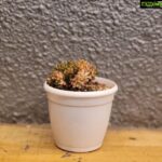Arav Instagram - @thelittlesucculentshop_ had sent me these cute little succulent plants, which looks so adorable..They have a wide variety of succulent plants to decor your house. Check out their page @thelittlesucculentshop_ I'm basically a plant lover, and love to have lots of plants around my house, these succulent plants don't need much of light and water , so can be kept to decor the interiors of your house. Best part is they are flowering too🪴🌸🌷 I'm gonna order a lot more from you guys #succulentplant #thelittlesucculentshop #interiordesign #aravsdesignfactory #arav #plants #architecture