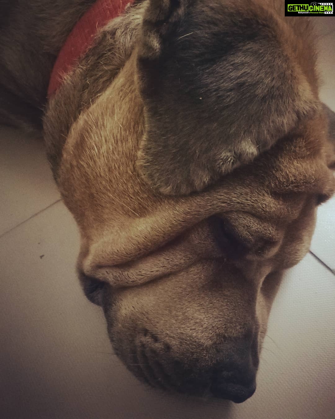 Aravind Akash Instagram - Bruce Lee my boy and my family 😇