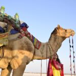 Archana Instagram – Totally looking up in life Rann Utsav, Kutch, Gujarat