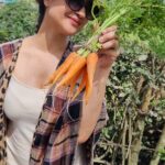 Archana Instagram - #friends gaajar 🥕 khaaa lo! I@told a very very very pretty friend of mine @supriyarshukla that my skin is a bit jaundicyyyyy (read: yellow) she said in a quirky cartoony fashion “तो गाजर खा लो” 🤣🤣😂🤣 So I felt@i@must share with u all! Plz to be eating the #carrot in this beautiful month of red red carrotsssss … & get supriya’s kinda glow! Hehe 😜 . . . #munnar #kerela #amazing #treeplantation #hills #india #desi #indiantourism #travel #travelogue #raw #salad #orange #red #healthyfood #stayfit Munnar Flower Garden