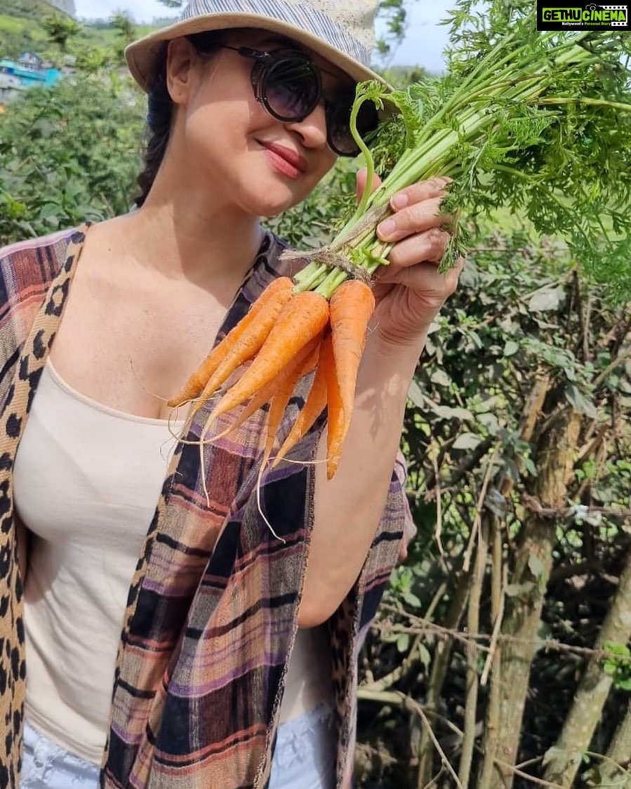 Archana Instagram - #friends gaajar 🥕 khaaa lo! I@told a very very very pretty friend of mine @supriyarshukla that my skin is a bit jaundicyyyyy (read: yellow) she said in a quirky cartoony fashion “तो गाजर खा लो” 🤣🤣😂🤣 So I felt@i@must share with u all! Plz to be eating the #carrot in this beautiful month of red red carrotsssss … & get supriya’s kinda glow! Hehe 😜 . . . #munnar #kerela #amazing #treeplantation #hills #india #desi #indiantourism #travel #travelogue #raw #salad #orange #red #healthyfood #stayfit Munnar Flower Garden