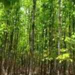 Ashish Vidyarthi Instagram - Deep in the forest one should never miss hearing the wisdom of their soul #avidminer #ashishvidyarthi #naturetalks #forestfairy #soundsofcolors Siliguri Darjeeling