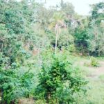 Ashish Vidyarthi Instagram – A mango plucked and bit into…. Oooooooh Kanhangad
