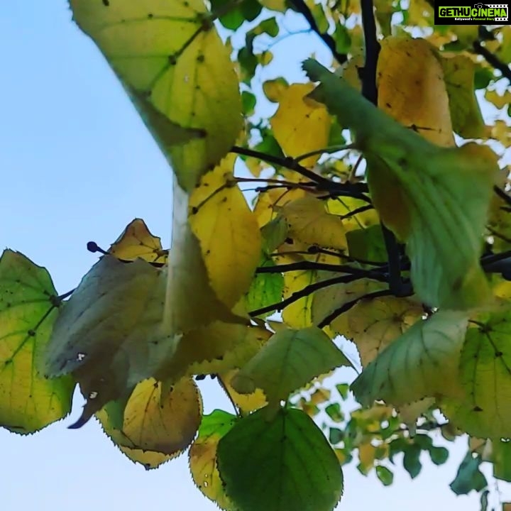 Ashish Vidyarthi Instagram - Colours of fall..