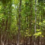 Ashish Vidyarthi Instagram - Sounds of Baikuntha Pur Forest, Siliguri... Sound plays an important role in helping us slip into a meditative space.. Cicadas and wild Koel serenaded, as we snatched some time, before my reporting time for my shoot.. Want you too to have a listen with your headphones on.. The Sounds of Baikuntha Pur Forest, Siliguri..await serenading you.. While you are... where you are.. Have a refreshing day. #nature #wow Baikunthpur, Rewa