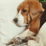 Ashish Vidyarthi Instagram – Sasha… #dogstagram #dogsofinstagram