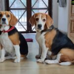 Ashish Vidyarthi Instagram – Laika… Sasha… #dogsofinstagram #dogstagram #beagle #loveislove