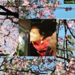 Ashish Vidyarthi Instagram – Cherry Blossoms… Meghalaya