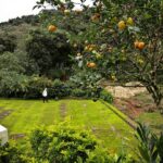 Ashwin Kakumanu Instagram - Made a short trip to coorg to see family. That's my grandfather walking in a break from the monsoon rains surrounded by orange & avocado trees. When I asked if I could take a picture with him, he said 'sure but you have to pay me'. #kurumbu #nakkal #sarcasmrunsinthefamily #kodava #monsoon #thebossofthemoss #rootsindifferentsoils