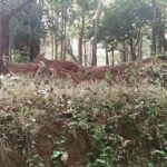 Ashwin Kakumanu Instagram - #doeadeer #maanethaeneponmaane :)