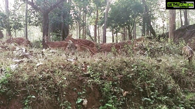 Ashwin Kakumanu Instagram - #doeadeer #maanethaeneponmaane :)