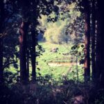 Ashwin Kakumanu Instagram - My second elephant sighting in a month! #parambikulamtigerreserve #topslip