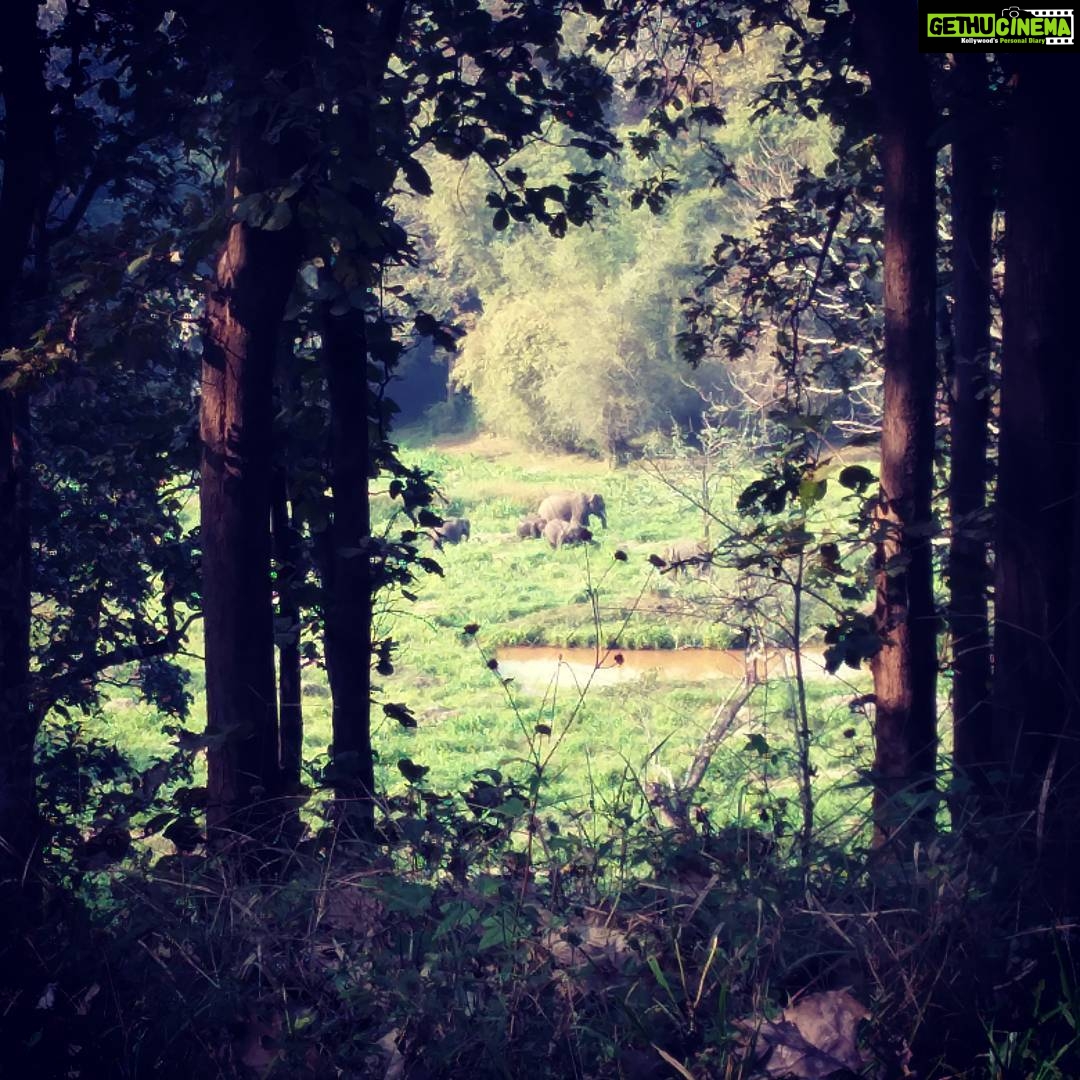Ashwin Kakumanu Instagram - My second elephant sighting in a month! #parambikulamtigerreserve #topslip