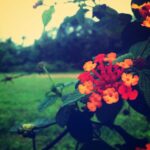 Ashwin Kakumanu Instagram - Colorful #red #nature