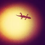 Ashwin Kakumanu Instagram – #lizard #silhouette