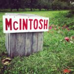 Ashwin Kakumanu Instagram - #Apple #Macintosh #orchard