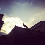 Ashwin Kakumanu Instagram – Tiruvanamalai,2011#silhouette #peacock #sunset