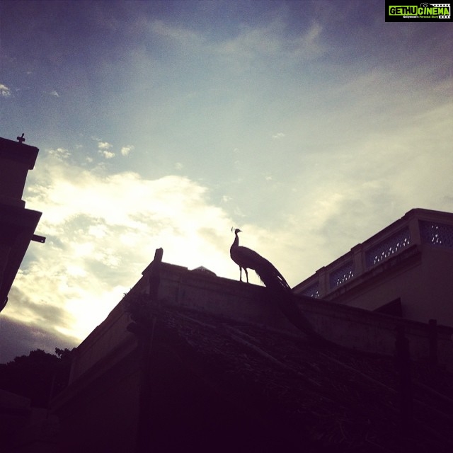 Ashwin Kakumanu Instagram - Tiruvanamalai,2011#silhouette #peacock #sunset
