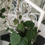 Bhama Instagram – Homeee🦢🦢🦢🦢🦢
Heart leaf philodendron🤍🤎