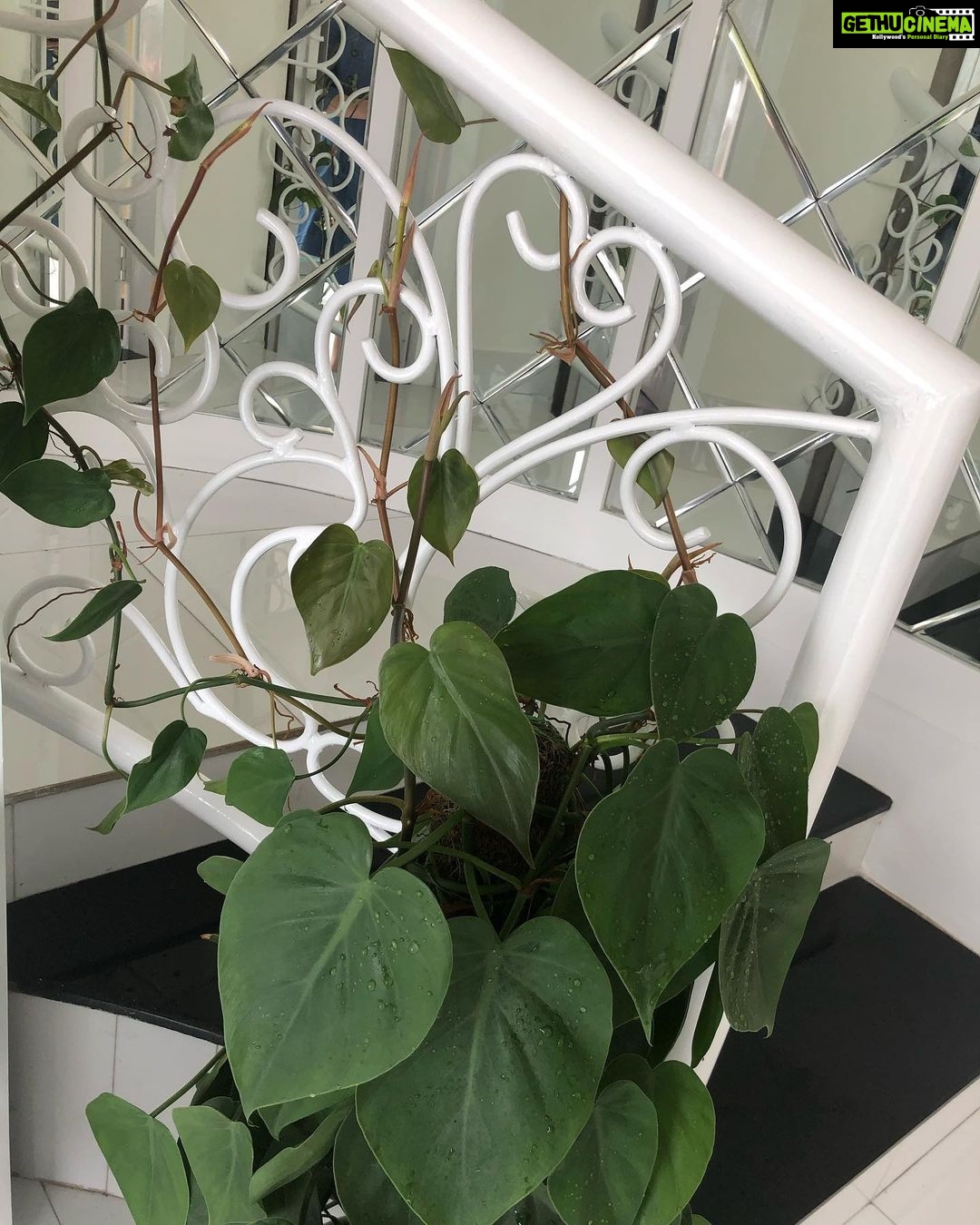 Bhama Instagram - Homeee🦢🦢🦢🦢🦢 Heart leaf philodendron🤍🤎