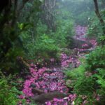 Bhama Instagram - Magical path 🎞