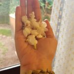 Bhama Instagram - #cardamom #jasmin 💛
