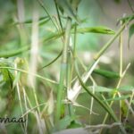 Bhama Instagram - Model of the week 😉 🍃green snake 🍃photography 🍃canon 5d
