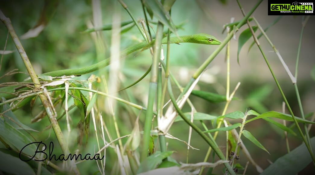 Bhama Instagram - Model of the week 😉 🍃green snake 🍃photography 🍃canon 5d