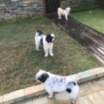 Bharath Instagram - Fur babies !! 😘😘#lovefordogs #doglover #loyalty
