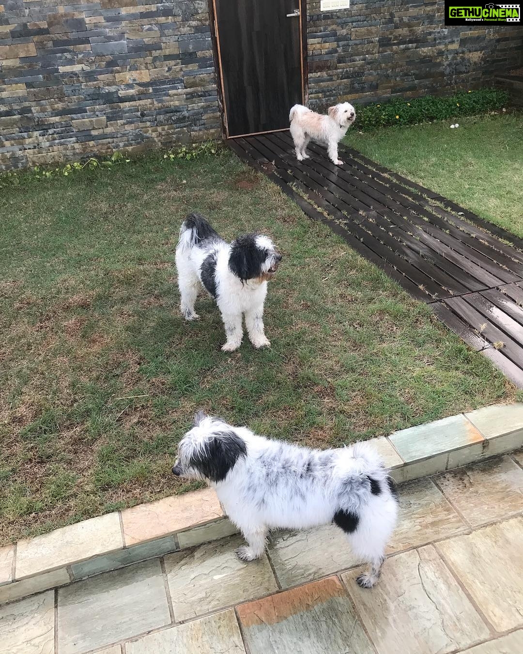 Bharath Instagram - Fur babies !! 😘😘#lovefordogs #doglover #loyalty