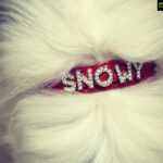 Bharath Instagram - BIRTHDAY BOY “SNOWY” !! 🍰🍰🐶🐶 .. #doglover #birthday 😁😁