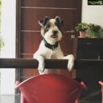 Bharath Instagram – Snowy’s way of send off !!! #lovefordogs !! 😀🐶