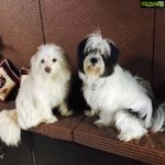 Bharath Instagram - Mr and Mrs snowy !!! Fur soulmates ❤️️😍😘